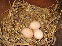 Fresh eggs in a nest