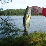 A large-mouth bass, freshly caught.