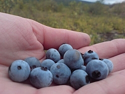 Picking berries and holding blueberries in my hand