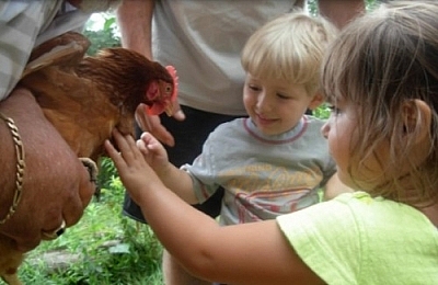 Kids petting a chicken