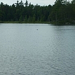 Loon floating in the distance on Hemlock Lake 2