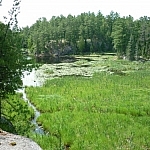 Green grass-covered wetland seen along Dokis First Nation's Papase Trail.