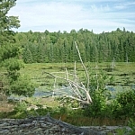 A wetland scene with a silvery, many-branched dead tree in the centre.