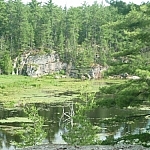 A lilypad-covered pond amid a leafy green forest.