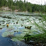 A water-level close-up view of a lilypad-covered pond, a few yellow lilies growing here and there.