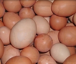 Fresh eggs