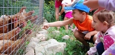 Chickens and kids