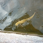 An enormous leech floats just below the water's surface.