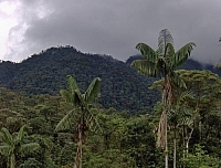 Dark grey storm clouds hover above a tree-covered mountain rising behind a forest of palm trees at Merazonia Animal Reserve in Ecuador.