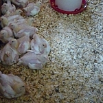 Taking care of chickens while wwoofing at home