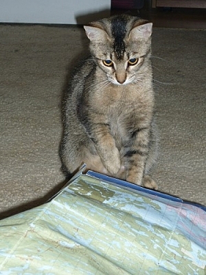 Cat examining a map.