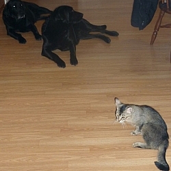 Dogs and cats chilling in the dining room.