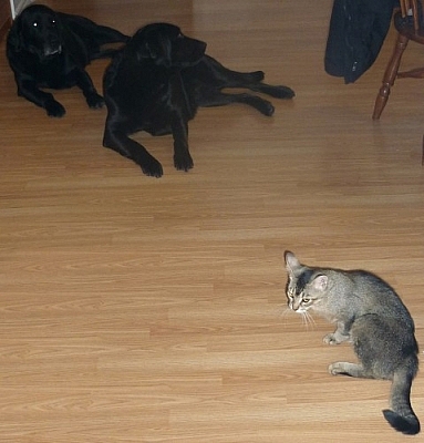 Dogs and cats chilling in the dining room.