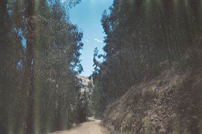 Eucalyptus trees lining the road on the way to Titicachi.