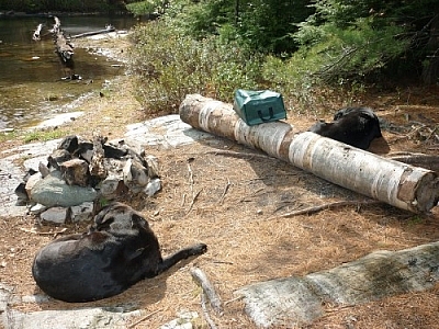 Fetcher and Maggie passed out after a day of trekking in Killarney Provincial Park.