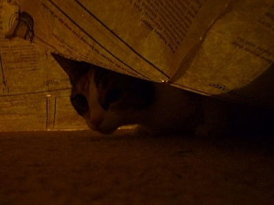 Cat under a map.