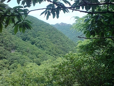 Lush verdant scenery from Naejangsan National Park.