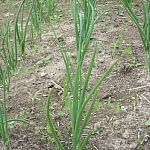 Spanish onions growing in the garden