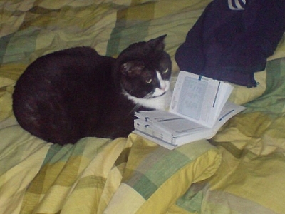 Living in Korea, learning the language is not essential, but beneficial, even for this cat pictured reading a language guide.