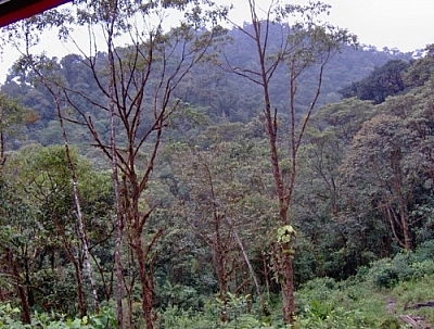 One of the views from the volunteer house at Merazonia shows a forested mountain rising behind the jungle.