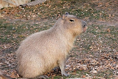 Wildlife tales from Picaflor aren't complete without a capybara such as this Ron look-alike.