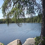 Tree overlooking Faya Lake on the Highland Trail of Algonquin Park