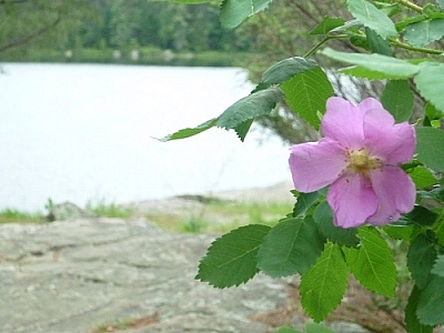 Flower at High Falls while backpacking Algonquin Park's Eastern Pines Trail.