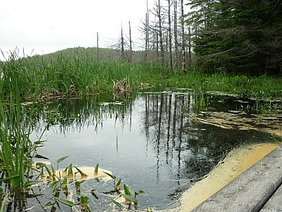 Crossing a bridge over a marsh while backpacking Algonquin Park's Eastern Pines Trail.