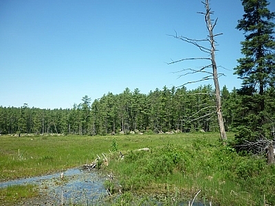 Scenery while backpacking Algonquin Park's Eastern Pines Trail.