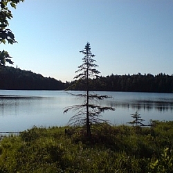 Scenic view of a lake, a lone pine in the foreground.