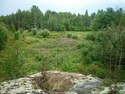 A wild meadow on Atakas Trail seen while day-tripping on the shores of Lake Nipissing in Mashkinonje Park.
