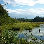 A blue marker indicates the trail skirting beside a sunlit wetland.