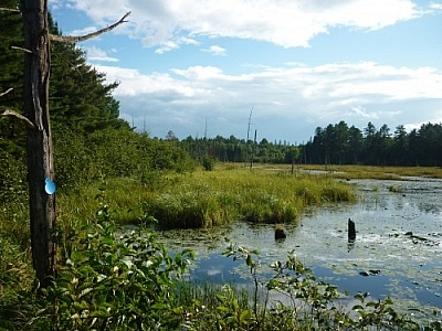 Marsh along Mashkinonje Provincial Park's Atakas Trail