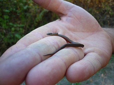 Baby snake seen while walking in French River on Pioneer Trail to Lac Barbotte Lookout