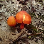 Bright orange mushrooms