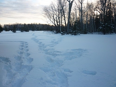 Photo of snowshoe tracks in a field, taken just in time for this snowshoeing hit list!