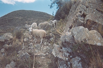 Barnyard animals seen while hiking on Isla del Sol.