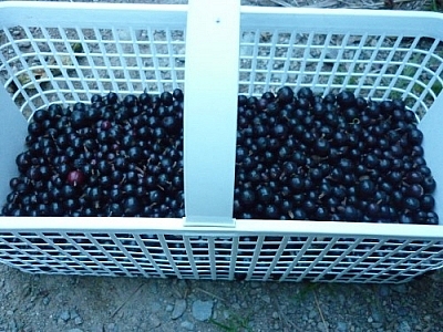 Small basket of black currants.