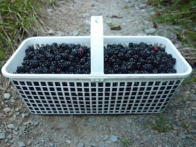 Full basket of blackberries.