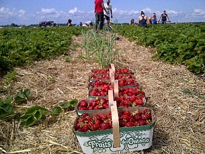 Before we can start dehydrating berries, we've got to pick them! Here are several baskets of strawberries that we picked.