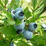 Beautiful blueberries nestled in a bunch of green leaves.