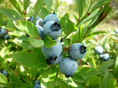 Beautiful blueberries nestled in a bunch of green leaves.