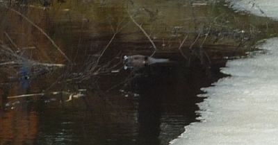 Close-up of a beaver poking it's head out of the water.