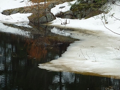 Barely beaver sighting: Can you spot it there in the centre?