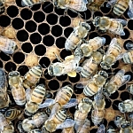 Bee carrying pollen in the center amid other bees.