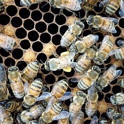 Bee carrying pollen in the center amid other bees.