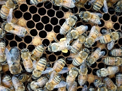 Bee carrying pollen in the center amid other bees.