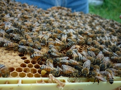 A bee transporting pollen through a crowd of other bees.