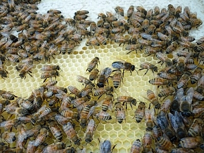 Bees at Creekbend Farm