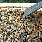 Peanut-shell shaped cell visible among a swarm of bees.